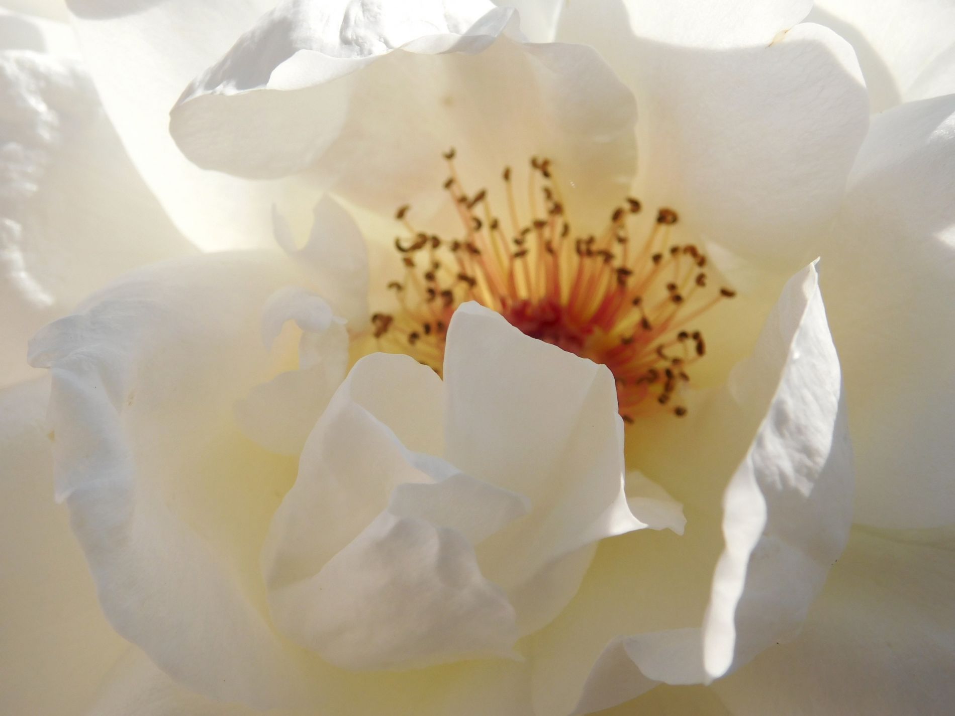 bílá růže